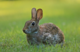 兔子的资料(简单易懂的兔子资料，你了解吗？)